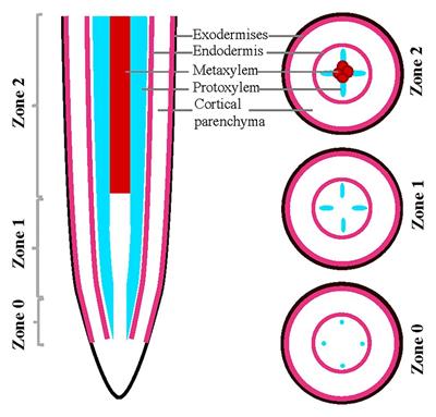 Investigation of Salt Tolerance Mechanisms Across a Root Developmental Gradient in <mark class="highlighted">Almond</mark> Rootstocks